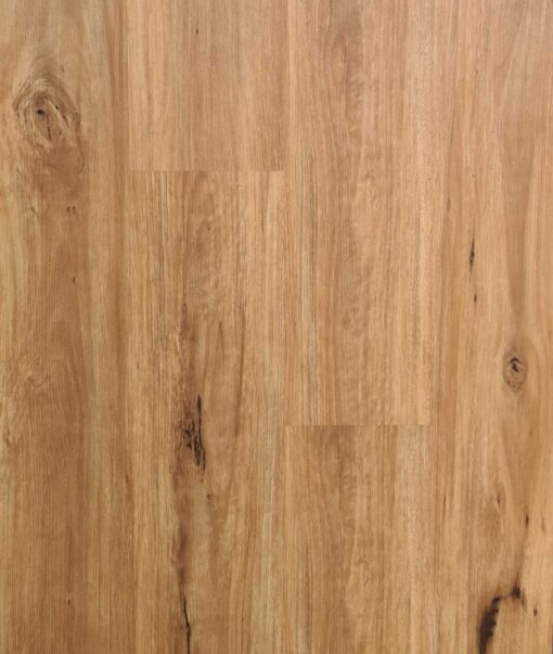 Coastal Blackbutt - 14630